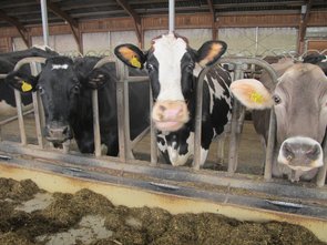Einzelabtrennung: ermöglicht ruhiges Fressen