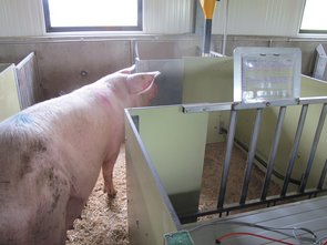 Die Sauen werden auf einem Zweiflächensystem gehalten (Beim Gang Liegebereich, Hinten perforierter Kot- und Fressbereich)